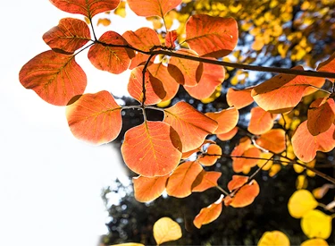 Cotinus Extract powder raw material smoke tree leaves
