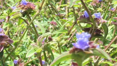 Hvorfor er Ecdysterone -pulver så populært?