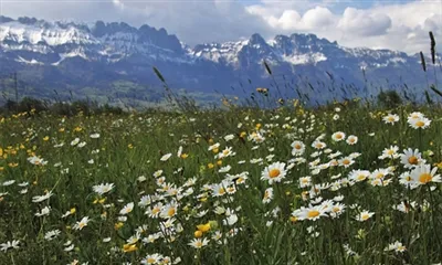 Er det trygt å ta Apigenin-pulver hver dag?