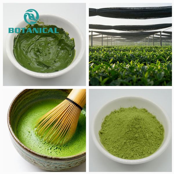 Bulk Organic Matcha Powder